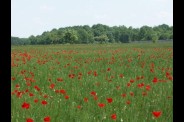 coquelicots100.jpg