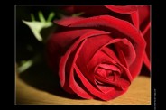 galerie-membre-saint-valentin-photo-rose-rouge-01.jpg