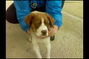 mon-ti-chien.jpg