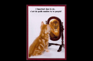 cat-miroir.jpg