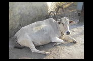 inde.jpg