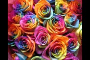 flowers_rainbow_roses.jpg