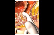 Anatomie