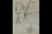 ORGASMES