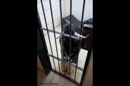 mr dogging