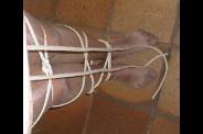 a bondage pieds (8)