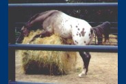 horsestrawbale