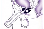Anatomie   11 