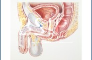 Anatomie   13 