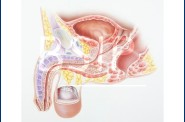Anatomie   14 