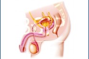 Anatomie   2 