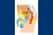 Anatomie   3 