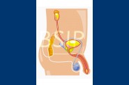 Anatomie   4 