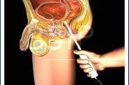 Anatomie   5 