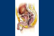 Anatomie   8 