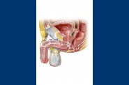 Anatomie   9 