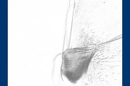 dessin (6)