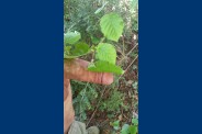 sorti nature (12)