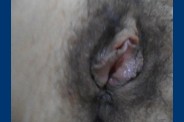 dscg00809