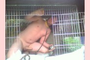 Pochi le chien 15