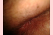 zerda 026