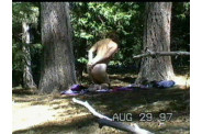 woods 1