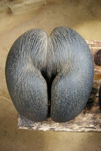 coco de mer ou coco fesse