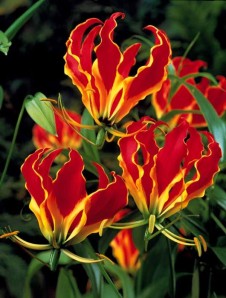 flower-of-lys (4)
