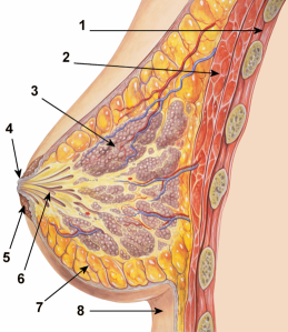518px-Breast_anatomy_normal_scheme.png
