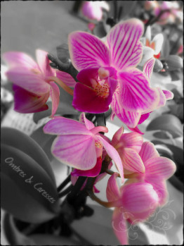 orchidees mini1 oc