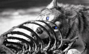 Wolf-eatingMED.jpg