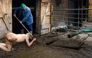 pig6