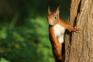 761l-ecureuil-roux-sciurus-vulgaris