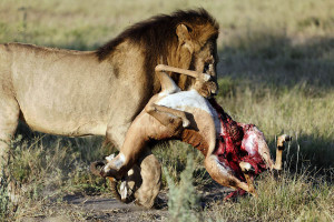 lion-carrying-impala