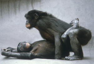 accouplement-bonobo2.jpg