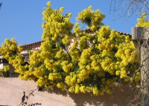 l-arbre_qui_portait_ton_bouquet-.JPG