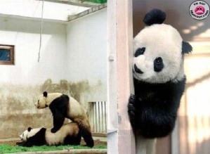 voyeur panda[1]