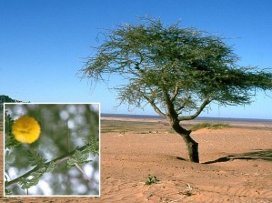 Acacia03.JPG