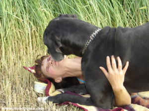 dogsex 3-copie-1