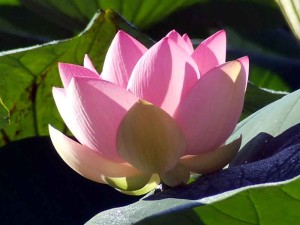 Lotus symbole de la sagesse