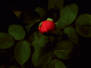 tumblr_n7f1q839mf1s2mmayo1_400-1-.gif