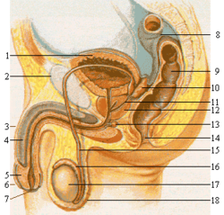 250px-Male_reproductive_system_lateral_nolabel.png