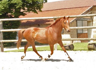 cheval.jpg