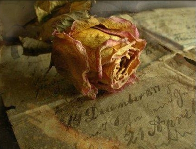 Rose et manuscrit