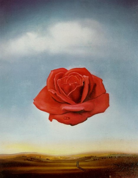 rose meditative salvador dali