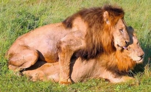 savoir 146 lions gay