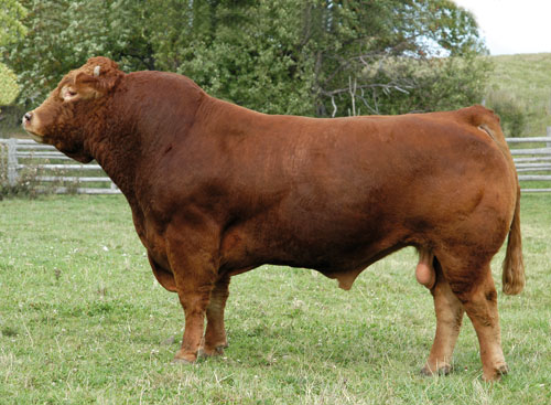 limousin