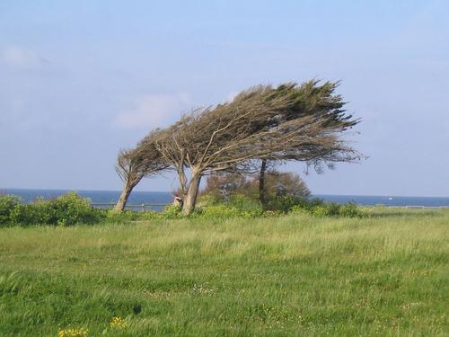 Arbres-dans-le-vent-1-.jpg