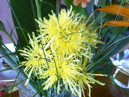 chrysanth--me-jap.JPG
