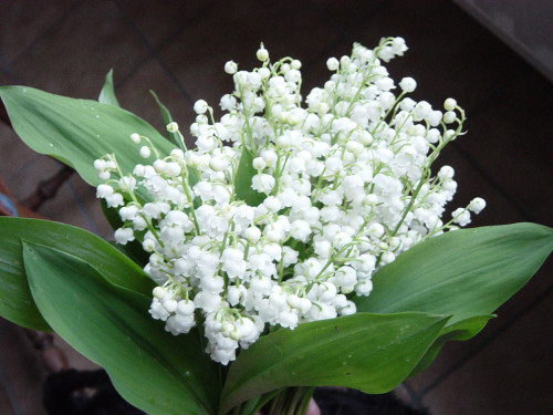 muguet-copie-1.jpg